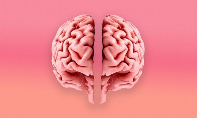 Các nhà khoa học cho rằng não người có thể là hai cơ quan riêng biệt rồi hợp nhất từ hơn 500 triệu năm trước