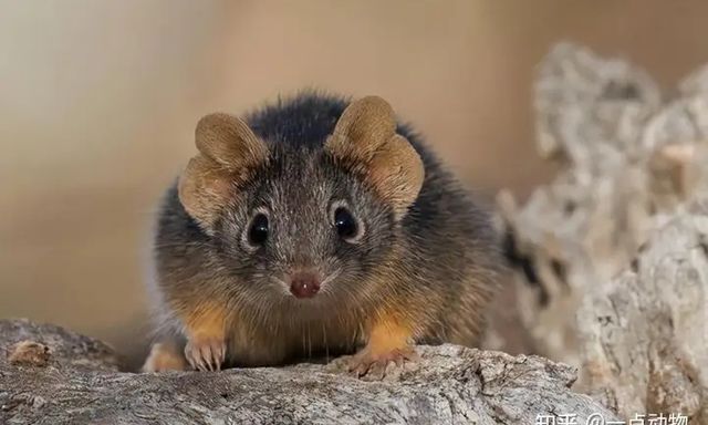 Tại sao nhiều sinh vật hễ hoàn thành sinh sản là sẽ chết?