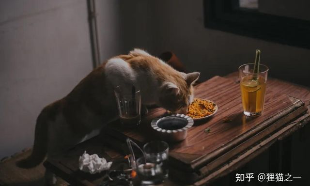 Sự thật bất ngờ đằng sau thói quen ăn vài miếng rồi bỏ của mèo khiến người nuôi kinh ngạc