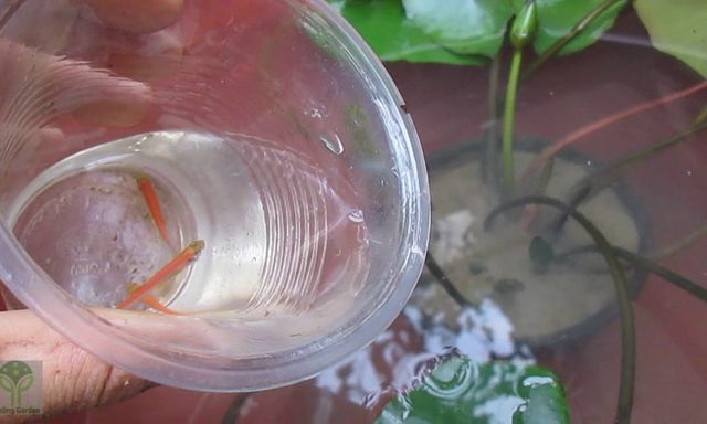 3 cách diệt và đuổi muỗi đơn giản không cần hóa chất