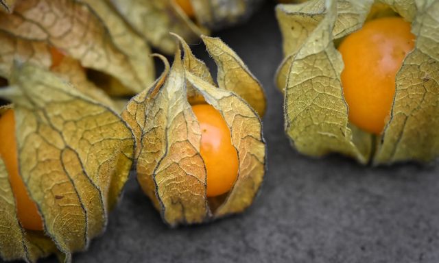 Loại quả dại mọc đầy bờ ruộng ở Việt Nam, sang châu Âu bán tới 700.000 đồng/kg vì quá bổ dưỡng