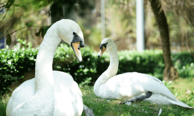 Sau vụ bắt cóc hy hữu, con thiên nga trắng còn lại tại Thảo Cầm Viên trong tình trạng khác lạ khiến nhiều người lo lắng