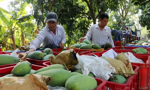 Loại quả có đầy ở Việt Nam, được Trung Quốc thu mua 84% sản lượng, đến lá cũng tốt cho sức khỏe