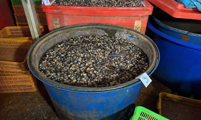 Ốc bươu “ngậm” thủy tinh lỏng nguy hiểm ra sao?