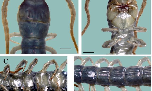 VQG Hoàng Liên – Tà Xùa hé lộ một bí mật mà khoa học chưa từng ghi nhận