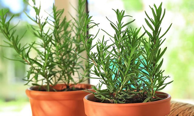 3 cây trồng trong nhà đuổi muỗi hiệu quả