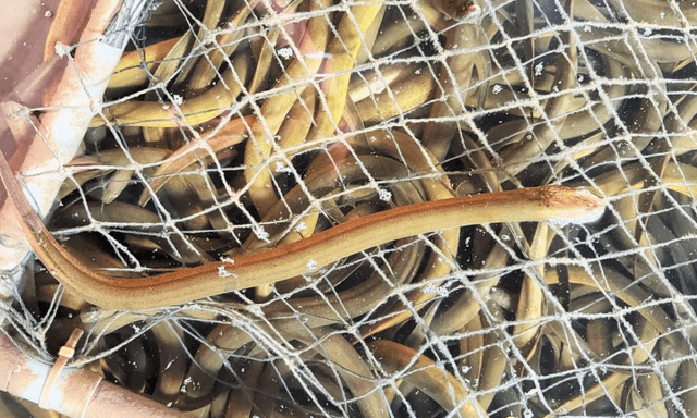 Bỏ vốn 20 triệu nuôi 