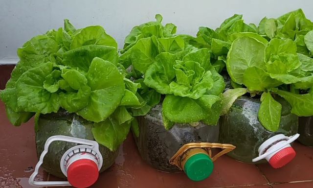 3 loại rau “quốc dân” trồng tại nhà không cần đất