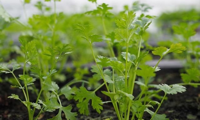 Loại rau giúp đào thải kim loại nặng tự nhiên, Việt Nam có rất nhiều