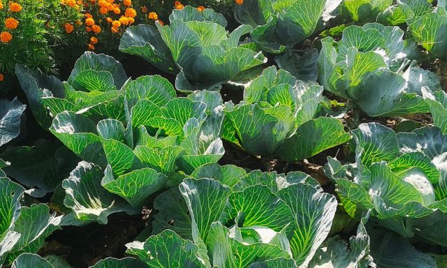 7 loại cây xua đuổi sâu bệnh trong vườn nhà: Hãy trồng ngay