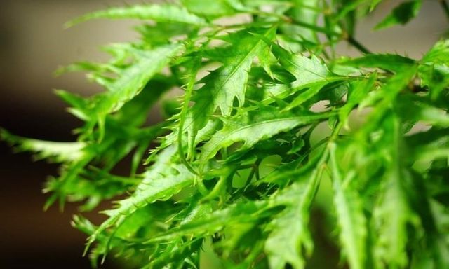 Loại cây trồng làm cảnh trong nhà được ví như “nhân sâm”: Chuyên gia đưa ra bằng chứng