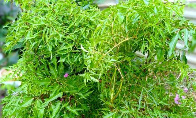 Ít ai ngờ loại cây quen thuộc với người Việt lại có hoạt chất tương tự nhân sâm