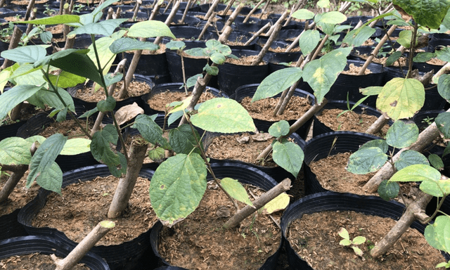 Loại cây mọc dại ở Việt Nam đang bị săn lùng: Các nhà khoa học đã tìm ra tác dụng quý