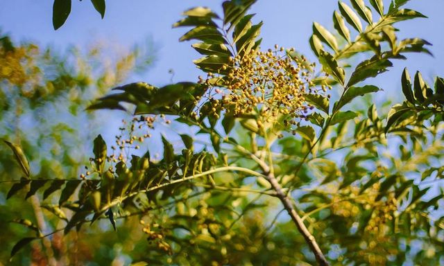 Phát hiện hợp chất mới có tiềm năng chống ung thư từ 1 loại gia vị quen thuộc ở Việt Nam