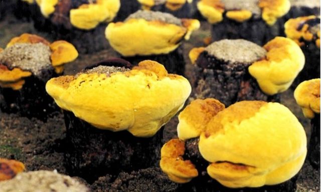 Loại nấm đắt đỏ bậc nhất thế giới, ngăn ngừa khối u phát triển: Việt Nam nuôi cấy thành công