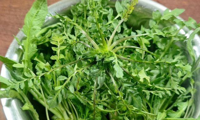 Loại rau mọc hoang đầy ở Việt Nam, cổ thư Trung Quốc ví như 