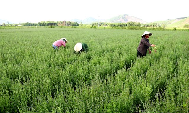 Loại cây quen thuộc với người Việt, được ví như 