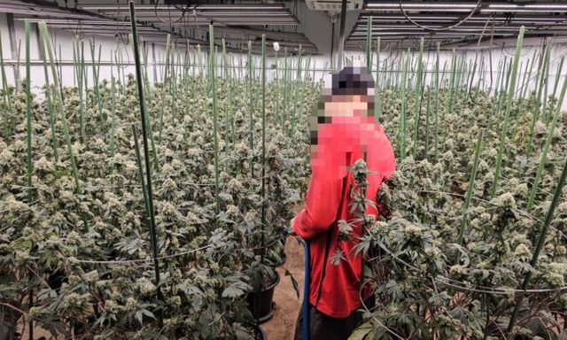 'Mùi quá nồng nặc': Trang trại 1.600 cây cần sa bí mật giữa Bangkok bị triệt phá, 3 người Việt 'sa lưới'