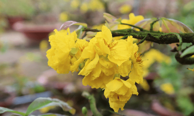 Bất ngờ với giống hoa Tết có tới hàng chục cánh, được giới sành chơi đặc biệt săn đón