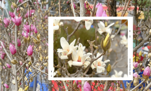 Chợ hoa Quảng Bá năm nay: Một loại hoa mới chiếm sóng, giá lên đến tiền triệu nhưng khách chốt mua chỉ trong nốt nhạc