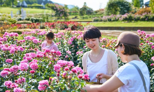 Không chỉ có hoa anh đào – Kanto còn là điểm đến lý tưởng để chiêm ngưỡng nhiều loài hoa rực rỡ, dễ dàng khám phá trong ngày từ Tokyo.