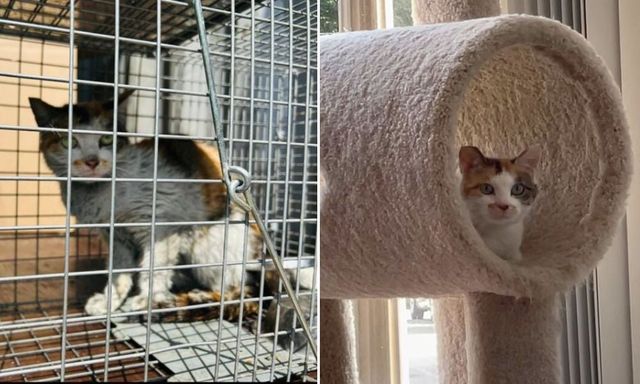 Hành trình vượt 6.000 dặm đại dương của cô mèo: Từ kiệt sức, sợ con người cho đến khi gặp được ‘hoàng tử’ 