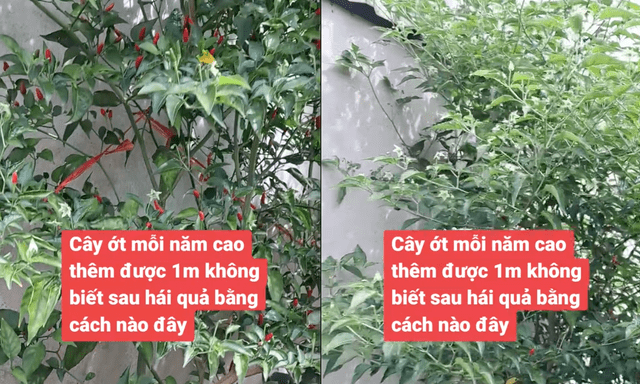 Cây ớt 