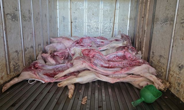 Rùng mình: 220 con heo bị xuất huyết dưới da, mắc dịch tả heo châu Phi suýt bị đưa đi tiêu thụ