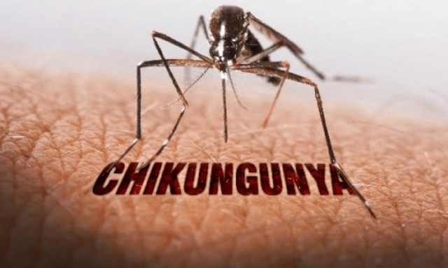 Bệnh Chikungunya từng được ghi nhận cách đây hơn 70 năm, đang có xu hướng gia tăng, lây lan sang một số nước ở khu vực châu Phi, Nam Á và châu Âu