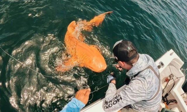 Phát hiện cá mập màu cam “có một không hai” khiến giới khoa học kinh ngạc