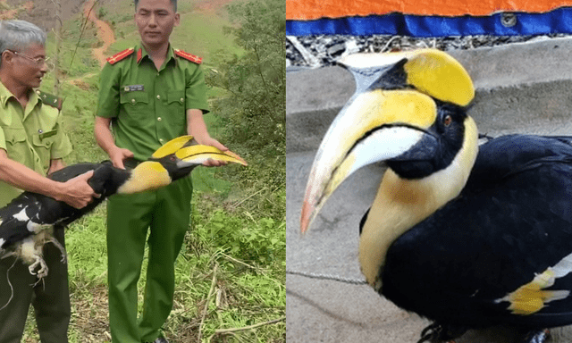 Chim lạ bay vào sân, người dân Nghệ An lập tức báo chính quyền - hóa ra là “báu vật” của rừng xanh