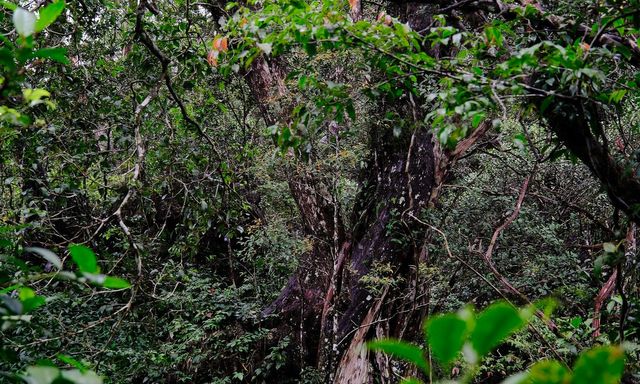 Báu vật hơn 500 năm tuổi được phát hiện từ năm 2004 - giờ đây, lần đầu tiên người dân Việt Nam có thể tận mắt chứng kiến