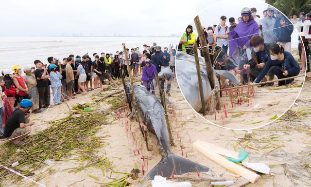 Cá voi lớn dài 4m lụy bờ tại bãi biển Đà Nẵng, hàng trăm người dân đến thắp hương