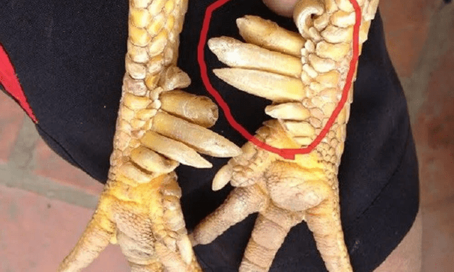 Một loài vật trong truyền thuyết Việt Nam có thật ngoài đời, nay thành đặc sản đắt đỏ