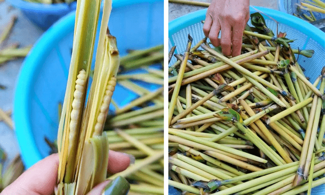 Sinh vật mềm oặt núp trong thân cây: Món đặc sản 