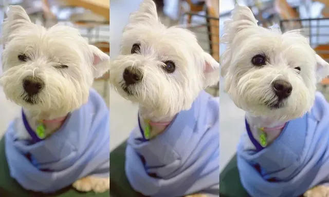 Cô gái bỏ việc, kiên trì đấu tranh 1.185 ngày đòi lại công bằng cho chó cưng bị đầu độc đến tử vong chỉ vì hàng xóm “không thích chó”  