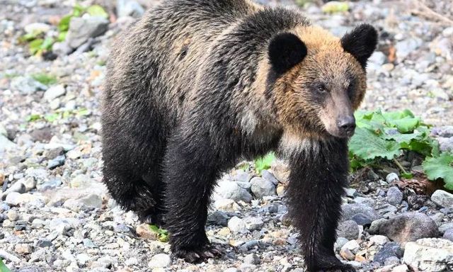 Du khách bị gấu kéo vào rừng, tấn công đến tử vong: Đồng hồ thông minh hé lộ những giây phút cuối đời đầy ám ảnh