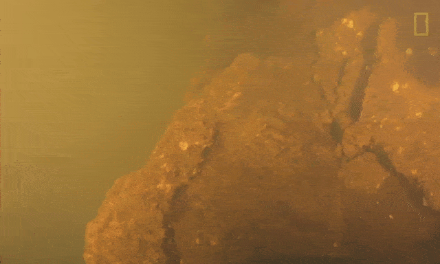 Kinh ngạc phát hiện “Vương quốc cá mập” bên trong miệng núi lửa đang sôi sục dưới đáy biển