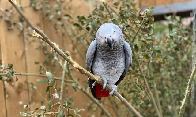 5 con vẹt trong công viên bị cách ly vì liên tục chửi thề, lăng mạ khách, giám đốc đi qua còn bị gọi là… béo