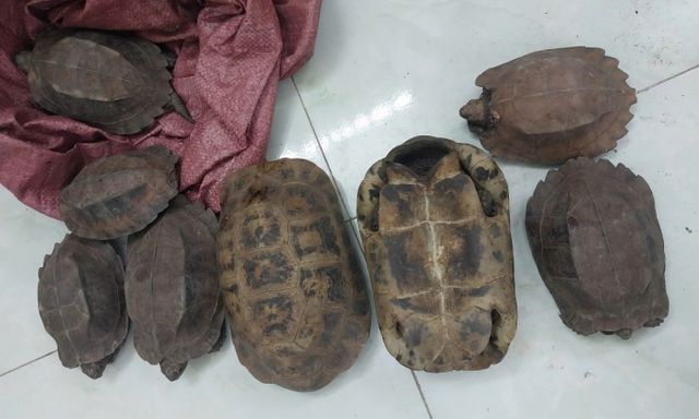 Phát hiện 8 cá thể lạ ven đường, người đàn ông làm một việc khiến công an phải vào cuộc