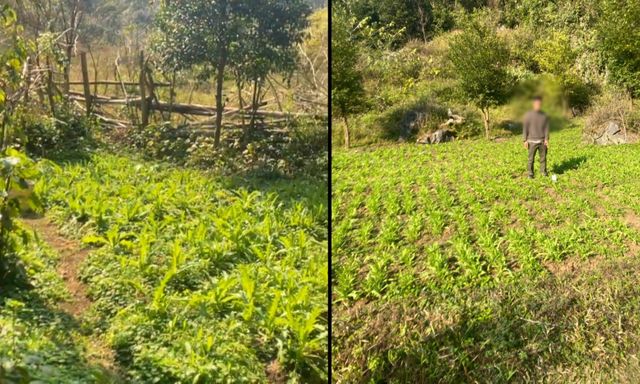 Bất ngờ khám phá “khu vườn bí mật” của 3 anh em họ Hoàng, thu giữ 7.838 cây rau lạ