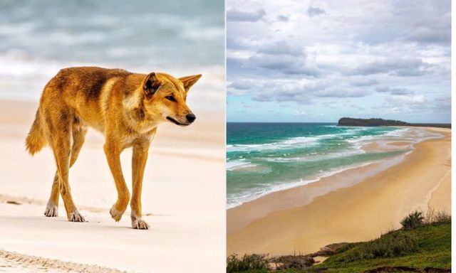 Phát hiện cô gái 19 tuổi tử vong trên bãi biển nổi tiếng với 10 con chó hoang xung quanh