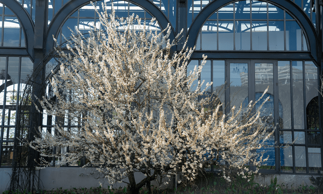 Tin vui cho hàng triệu người đi Sa Pa thời gian này