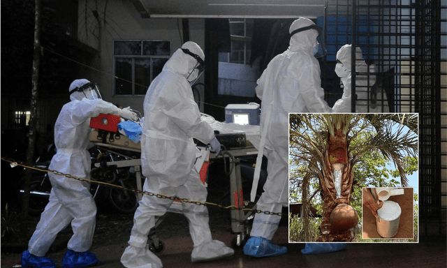 Một thức uống phổ biến trong đám cưới bị nghi là nguồn lây virus Nipah trong ca nhiễm đầu tiên tại Ấn Độ