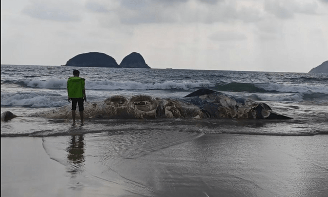 Vật thể lạ dài 11m dạt vào bãi biển nổi tiếng khiến nhiều người kinh hãi, cơ quan chức năng vào cuộc điều tra