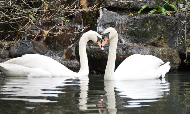 Cặp thiên nga trắng Dương - Hảo ở Thảo Cầm Viên tái hợp sau biến cố bị 
