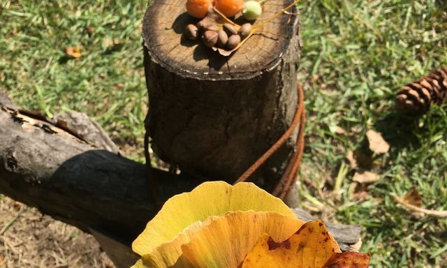 Sang tận Hàn để chụp ảnh cây lá vàng sống ảo, khách Việt lại 