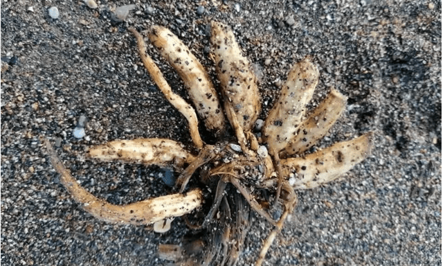 Loài cây kịch độc có thể gây tử vong chỉ sau một lần chạm trôi dạt vào bãi biển nổi tiếng, chuyên gia phát cảnh báo khẩn