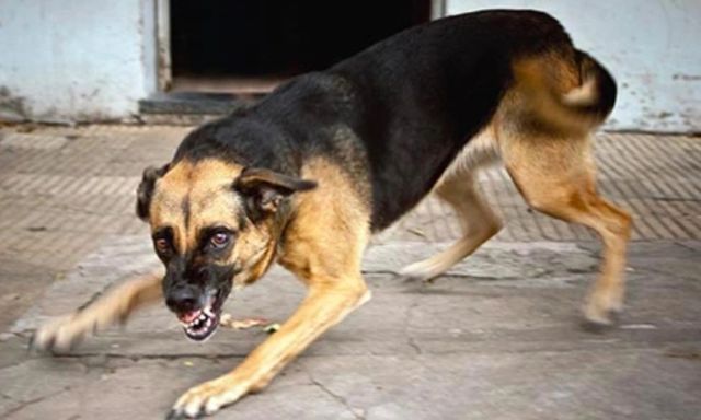 Báo động đỏ bệnh dại ở Đà Nẵng: Phát hiện 3 ổ dịch dại trên chó, 6 người bị phơi nhiễm sau Tết