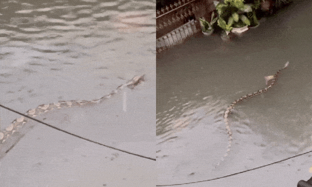 Sốc: Trăn khổng lồ dài 5m bơi giữa phố ngập ở Bali, clip từ ban công khiến dân mạng rùng mình